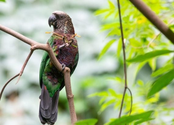 Flora e fauna brasileira - Biodiversidade brasileira