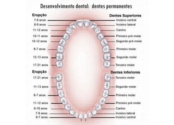 Quando nascem os dentes permanentes
