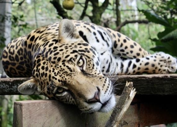 Curiosidades sobre animais brasileiros em risco de extinção