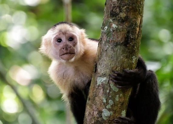 Curiosidades sobre animais da Amazônia