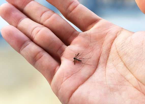 Dengue em crianças: sintomas, cuidados e prevenção. Mosquito da dengue morto na palma da mão de uma pessoa.