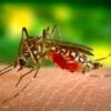 Dengue em crianças: sintomas, cuidados e prevenção
