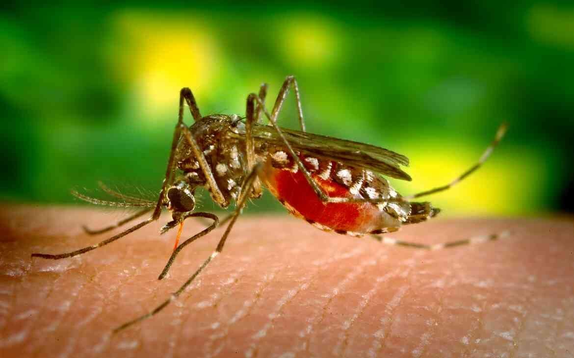 Dengue em crianças sintomas, cuidados e prevenção capa