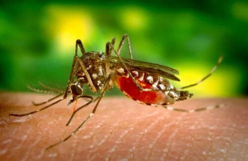 Dengue em crianças sintomas, cuidados e prevenção capa