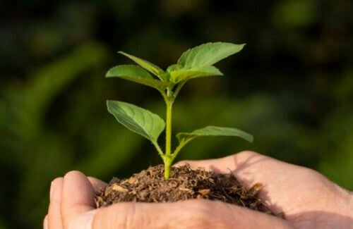 close-up-soil-sprout