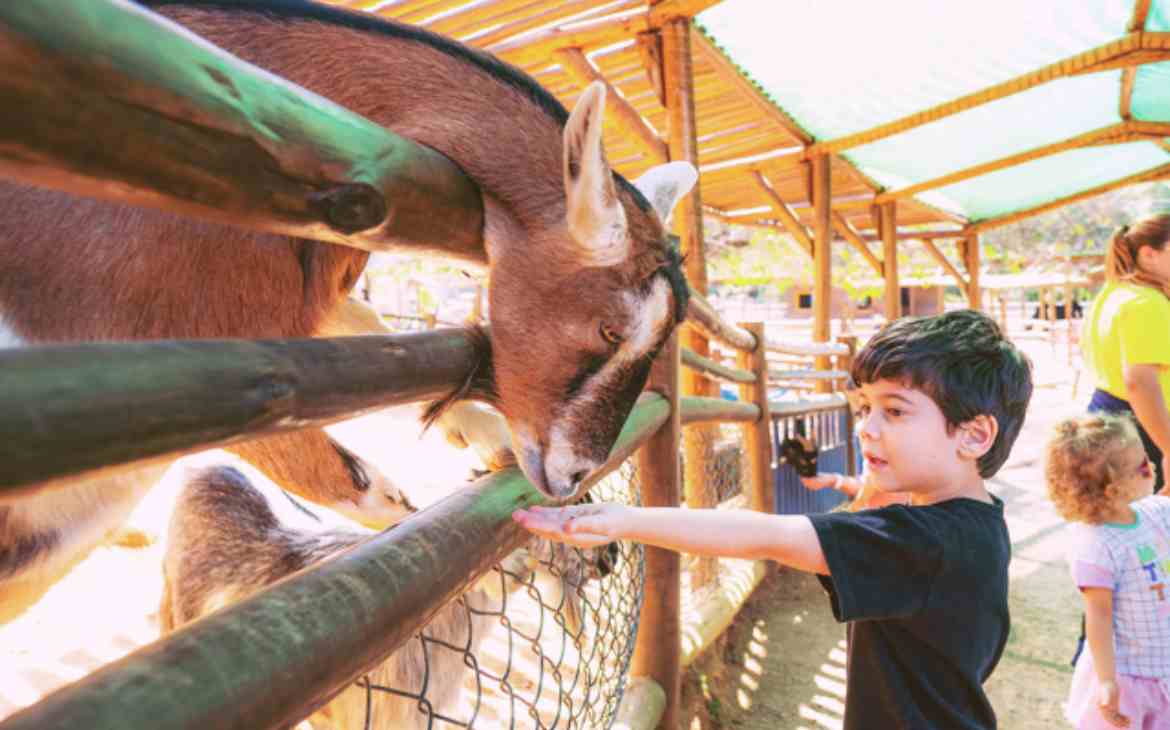 6 tipos de passeios pouco óbvios para fazer em família 8 Fim de semana 6 tipos de passeios pouco óbvios para fazer em família_capa. Imagem divulgação Mini Fazenda Pet Zoo